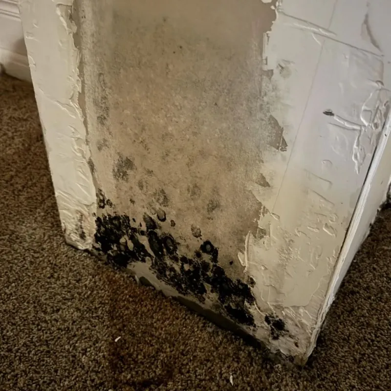 Professional Mold Removal in Orem, UT